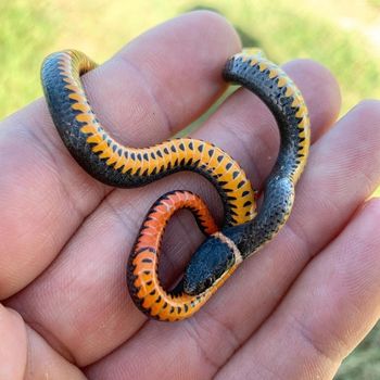 Southern Ringneck Snake Babies