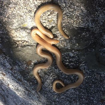 Southern Rubber Boa Babies