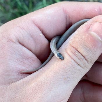 Southwestern Blackhead Snake Babies