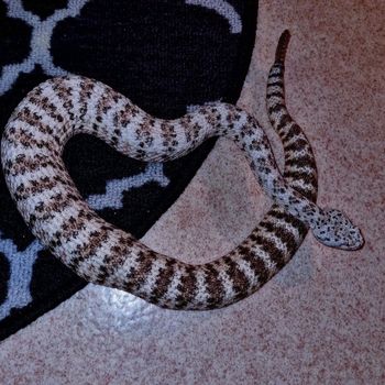 Southwestern Speckled Rattlesnake Babies