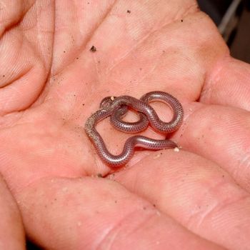 Southwestern Threadsnake Babies