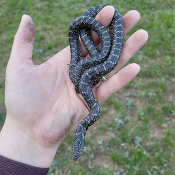 Speckled Kingsnake Babies