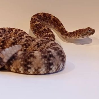 Speckled Rattlesnake Babies