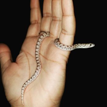 Spotted Leaf-Nosed Snake Babies