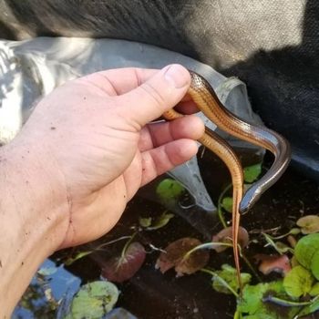 Striped Crayfish Snake Babies