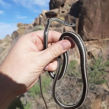 Striped Whipsnake Babies