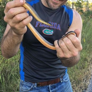 Striped swamp snake Babies