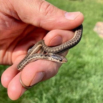 Terrestrial Garter Snake Babies