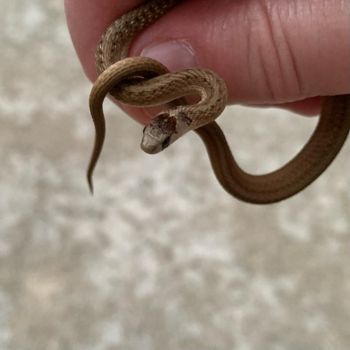 Texas Brown Snake Babies