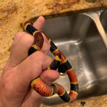 Texas Coral Snake Babies