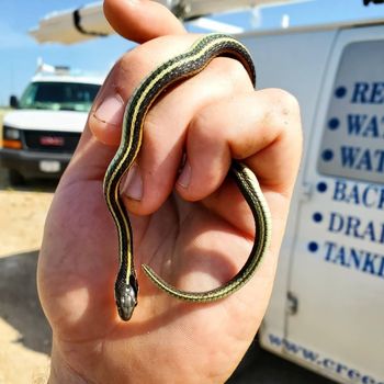 Texas Garter Snake Babies