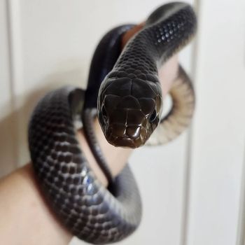 Texas Indigo Snake Babies