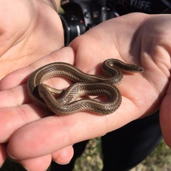 Texas Lined Snake Babies