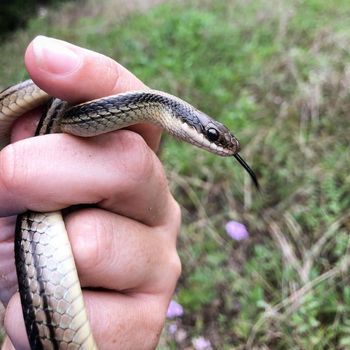 Texas Patchnose Snake Babies