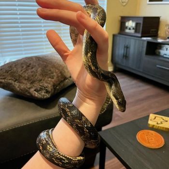 Texas Rat Snake Babies