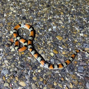 Texas Scarlet Snake Babies