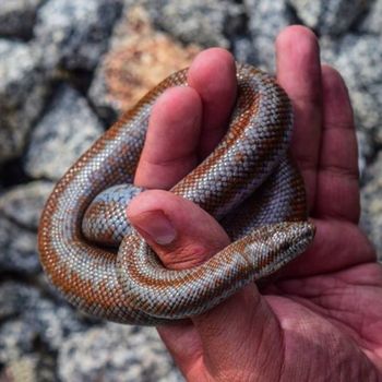 Three-Lined Boa Babies