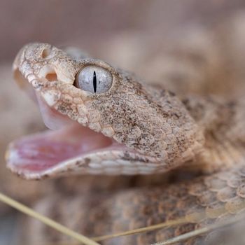 Tiger Rattlesnake Snakelet