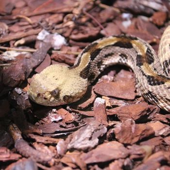 Timber Rattlesnake Babies