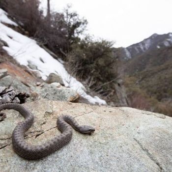 Twin-Spotted Rattlesnake Babies