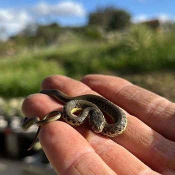 Two-striped Garter Snake Babies