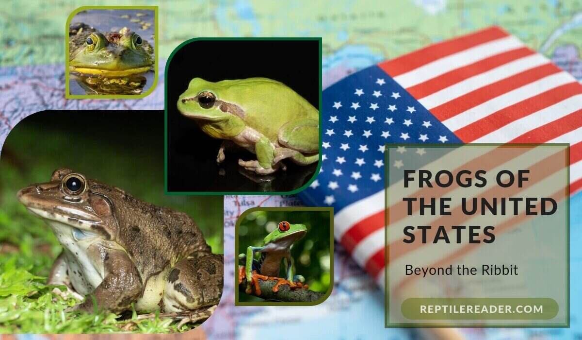 Types of Frogs Found in the USA