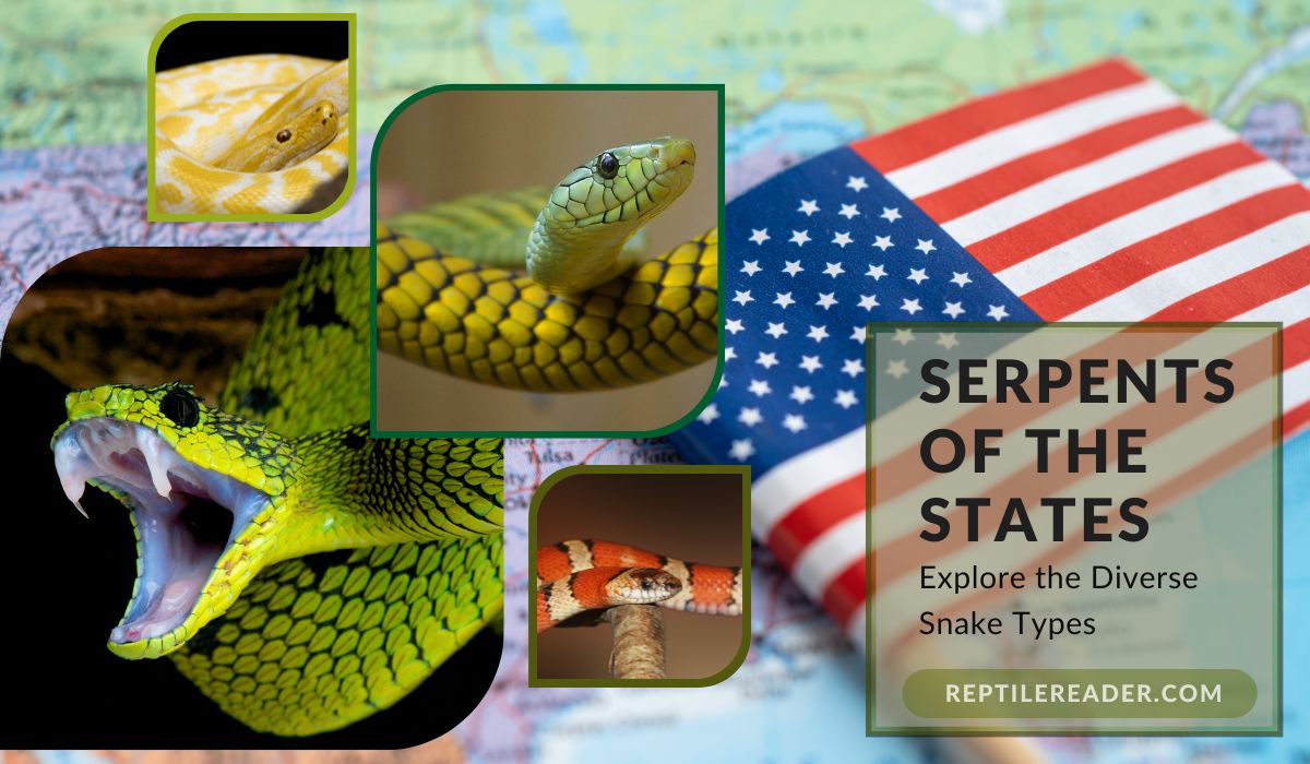 Types of Snakes Found in the USA