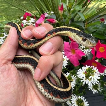 Valley garter snake Babies