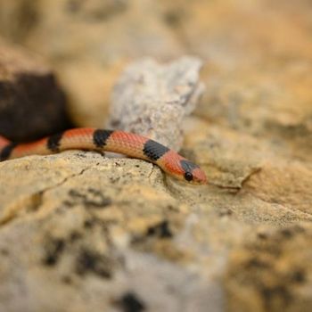 Variable Ground Snake Babies