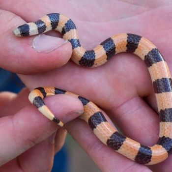 Variable Sandsnake Babies