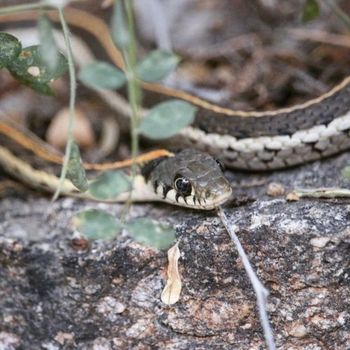 Western Black-necked Garter Snake Babies