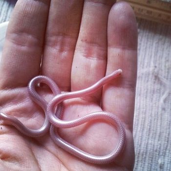 Western Blind Snake Babies