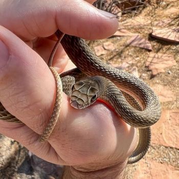 Western Coachwhip Babies