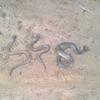 Western Cottonmouth Babies