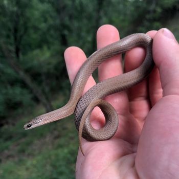 Western Earth Snake Babies