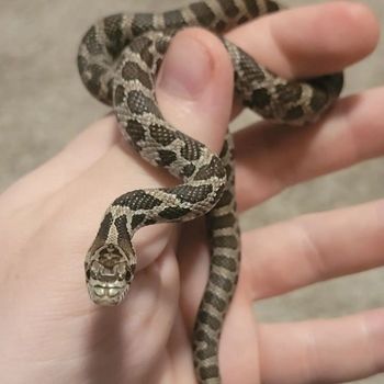 Western Foxsnake Babies