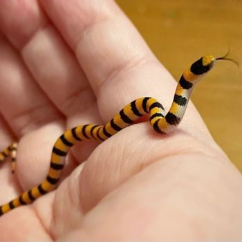 Western Ground Snake Babies