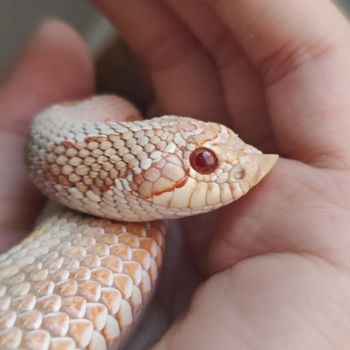 Western Hognose Snake Babies