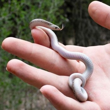 Western Hooknose Snake Babies