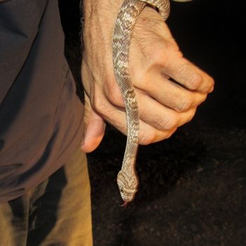 Western Lyre Snake Babies