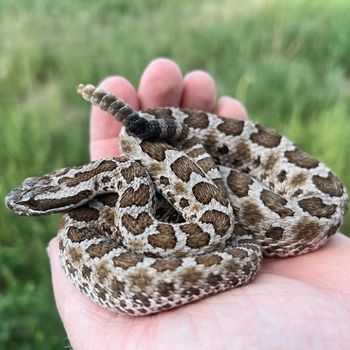 Western Massasauga Babies