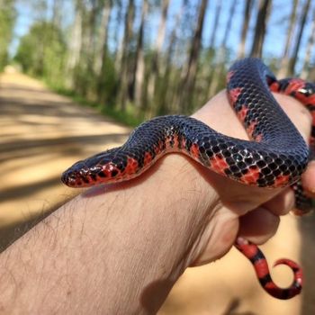 Western Mud Snake Babies