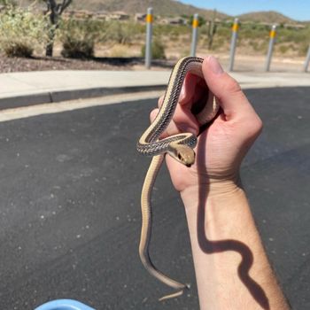 Western Patch-Nosed Snake Babies