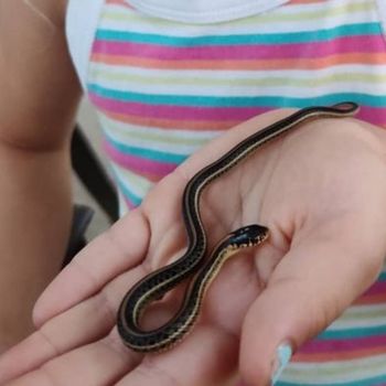 Western Plains Garter Snake Babies