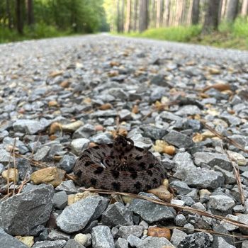 Western Pygmy Rattlesnake Babies