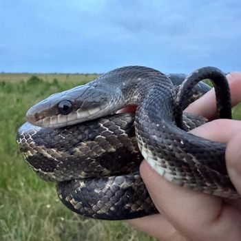 Western Rat Snake Babies