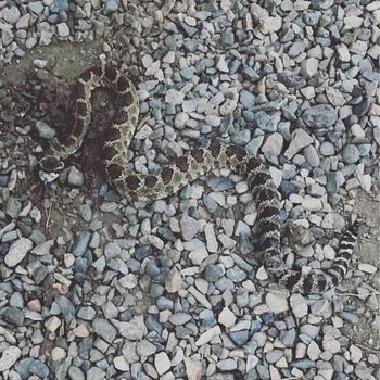 Western Rattlesnake Babies