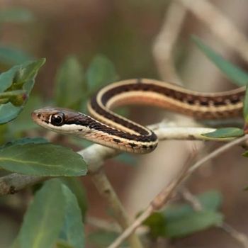 Western Ribbonsnake Babies