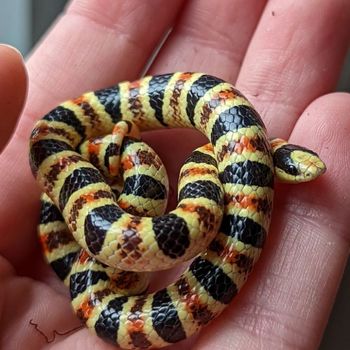 Western Shovelnose Snake Babies