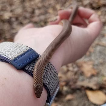 Western Smooth Earth Snake Babies